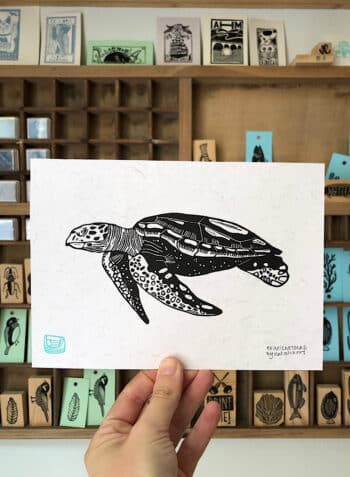 ✫ TORTUGA ✫